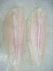 Pangasius congelado los pescados congelado a granel delicioso corta/los pescados de Basa de Vietnam