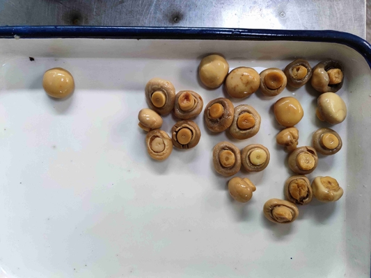 Tin Canned Champignon Mushroom cortado con agua
