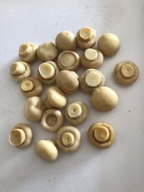 190g conservó la seta común de Cultivatea entera/junta las piezas y proviene