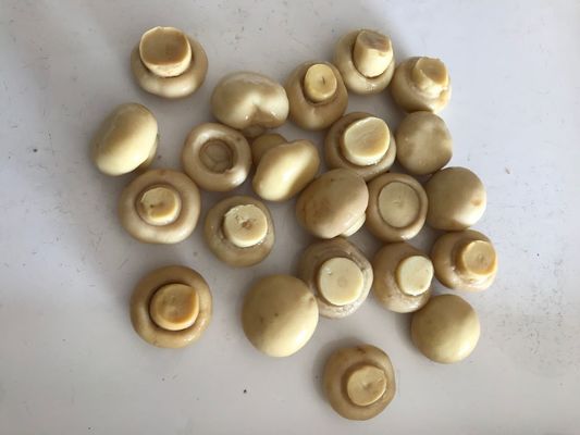 Champiñones en lata estilo champiñón con sabor puro y natural, champiñones en lata para la industria alimentaria